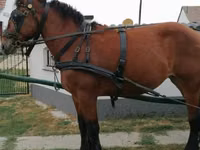 Mare, Horses — photo 3