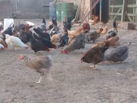 Chickens — الصورة 6