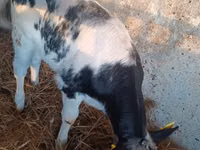 母牛, Cattle — 照片 2