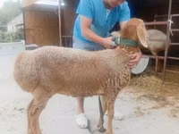 نعجة, Arashan sheep — الصورة 2