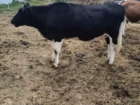 Cow, Holstein breed — photo 5