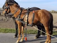 Faras dhaddig, Hungarian horse breed — sawirka 4