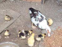 Ducks — 照片 2