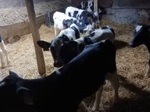 ثور, Russian Black pied cattle