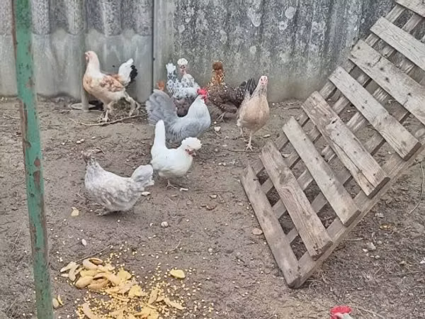 Danish hen