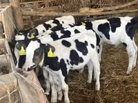 Toro, Russian Black pied cattle — foto 1