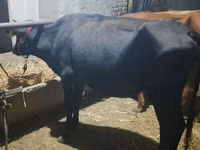 母牛, Cattle — 照片 3