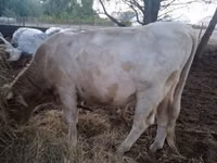 ثور, Charolais cattle — الصورة 1