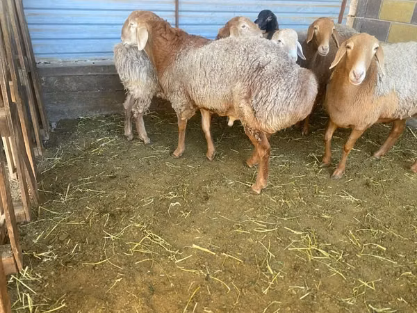 Ram, Rhon sheep