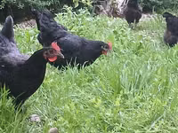 मॉस्को ब्लैक — फ़ोटो 5
