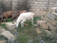 Cabra, Cabras — foto 2