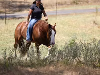 Hengst, Quarter Horse — Foto 8