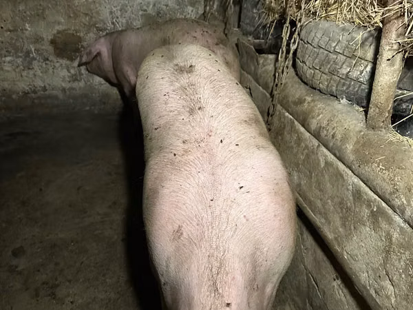 母猪, Pigs