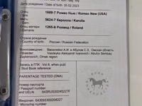 母马, Arabian horse — 照片 6