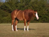 Hengst, Quarter Horse — Foto 2