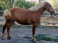 घोड़ी, Haflinger — फ़ोटो 5