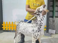 公羊, Sicilian Barbaresca sheep — 照片 2