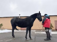 Mare, Akhal-Teke — photo 2