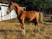 Mare, Dutch warmblood horse — photo 2