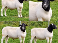 Ram, Beltex sheep — photo 2