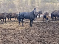 घोड़ा, Karachay horse — फ़ोटो 6