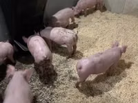 Pigs (batch, sex not specified) — photo 6