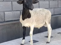 公羊, Dorper sheep — 照片 3