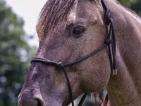 Caballo, Quarter Horse — foto 7