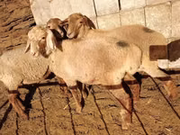 Sheep, Sheep — photo 1