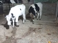 Ng'ombe jike, Russian Black pied cattle — picha 2