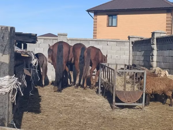 Mare, Horses