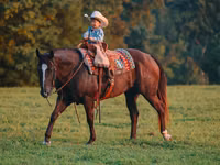 Horse (M), Quarter Horse — photo 2