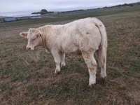 Toro, Charolais cattle — foto 5
