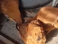 Chickens — photo 2