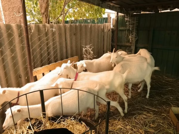 山羊（批次，未指定性别）, Pomellata goat