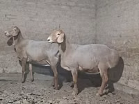 كبش, الأغنام — الصورة 2