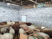 भेड़, Beulah Speckled face sheep — फ़ोटो 6