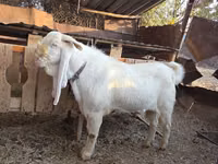 Mbuzi dume, Gulabi goats — picha 7