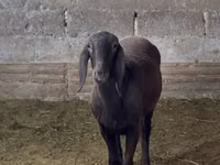 نعجة, Arashan sheep — الصورة 2