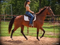 Stute, Standardbred — Foto 1