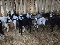 बकरा, बकरियाँ — फ़ोटो 8