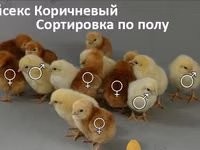 Chickens — الصورة 7