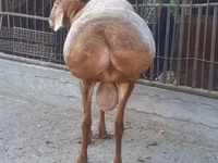 Wad, Saryarka sheep — sawirka 4