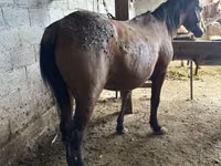 Faras dhaddig, Horses — sawirka 2