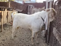 Mbuzi dume, Gulabi goats — picha 2