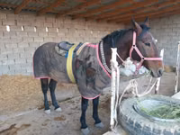 公马, Karabakh horse — 照片 3