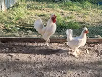 Chickens — 照片 2