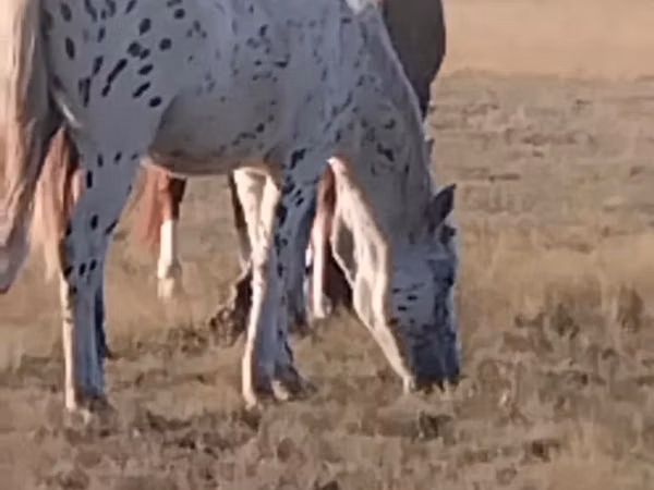 घोड़ा, Priob horse