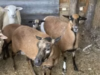 Oveja, Cameroon sheep — foto 2
