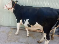 Cow, Hereford — photo 1